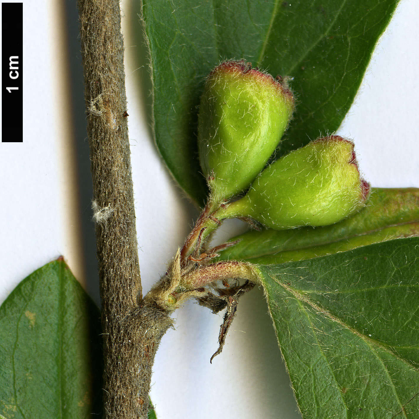 High resolution image: Family: Rosaceae - Genus: Cotoneaster - Taxon: nepalensis